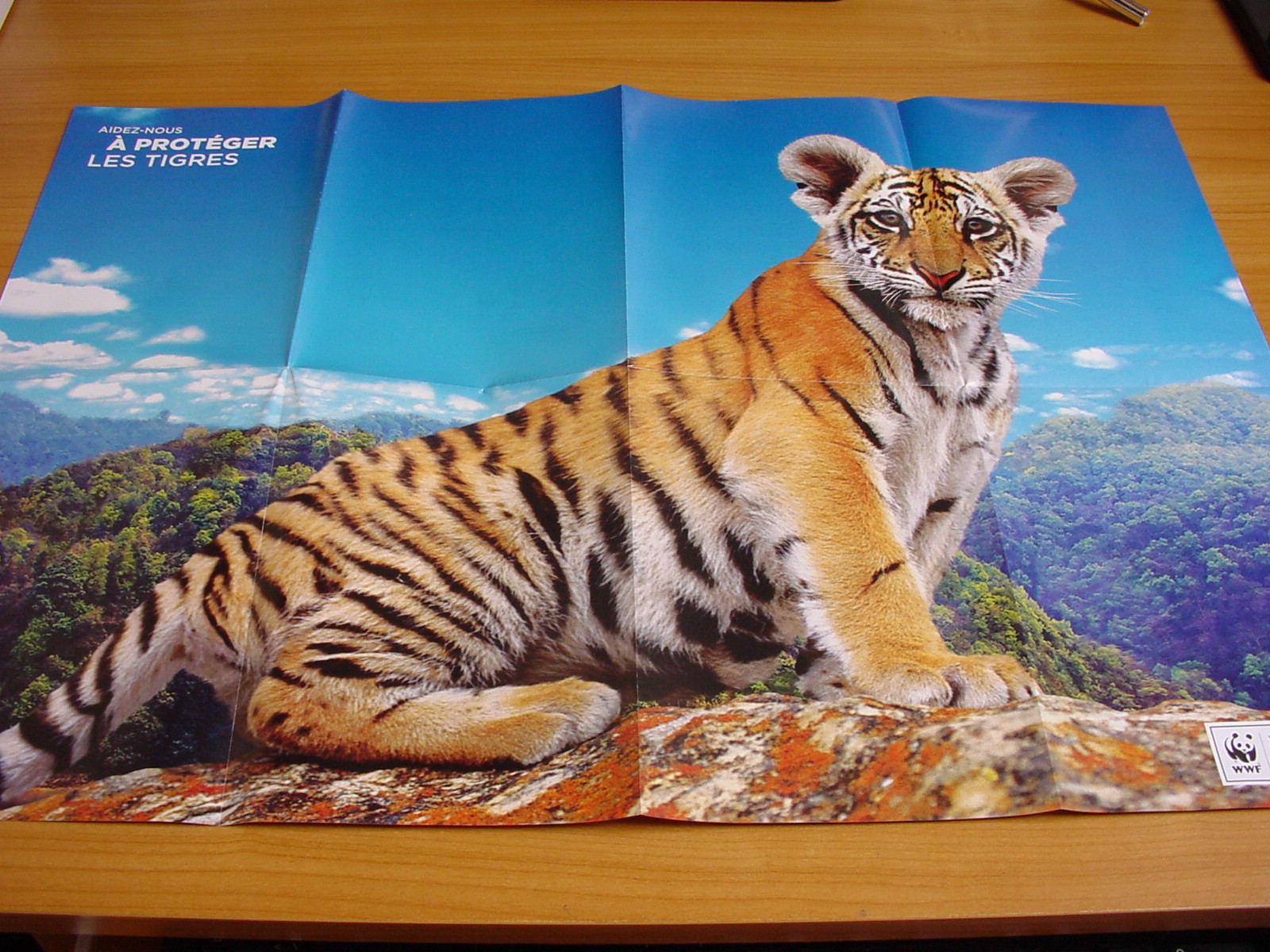 poster-tigre1